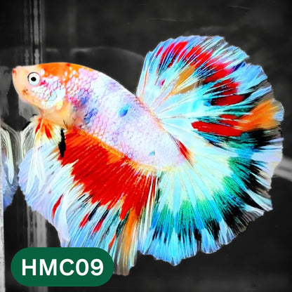 Multicolor Halfmoon Male Betta Fish | High Grade | Order Directly From Farm |  You Pick Fish |