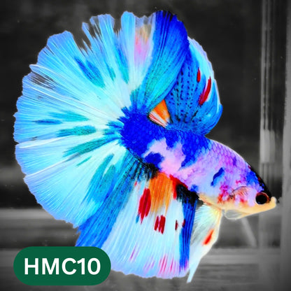 Multicolor Halfmoon Male Betta Fish | High Grade | Order Directly From Farm |  You Pick Fish |