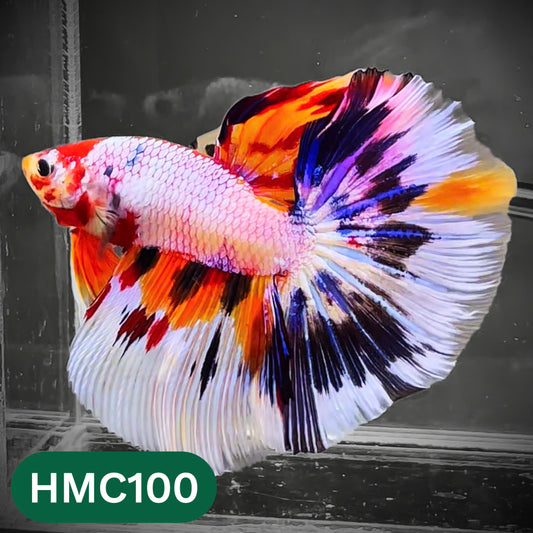 Multicolor Halfmoon Male Betta Fish | Order Directly From Farm | You Pick Fish