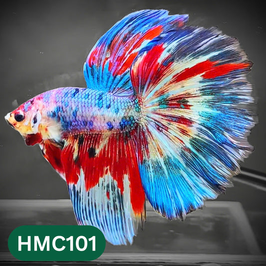 Multicolor Halfmoon Male Betta Fish | Order Directly From Farm | You Pick Fish