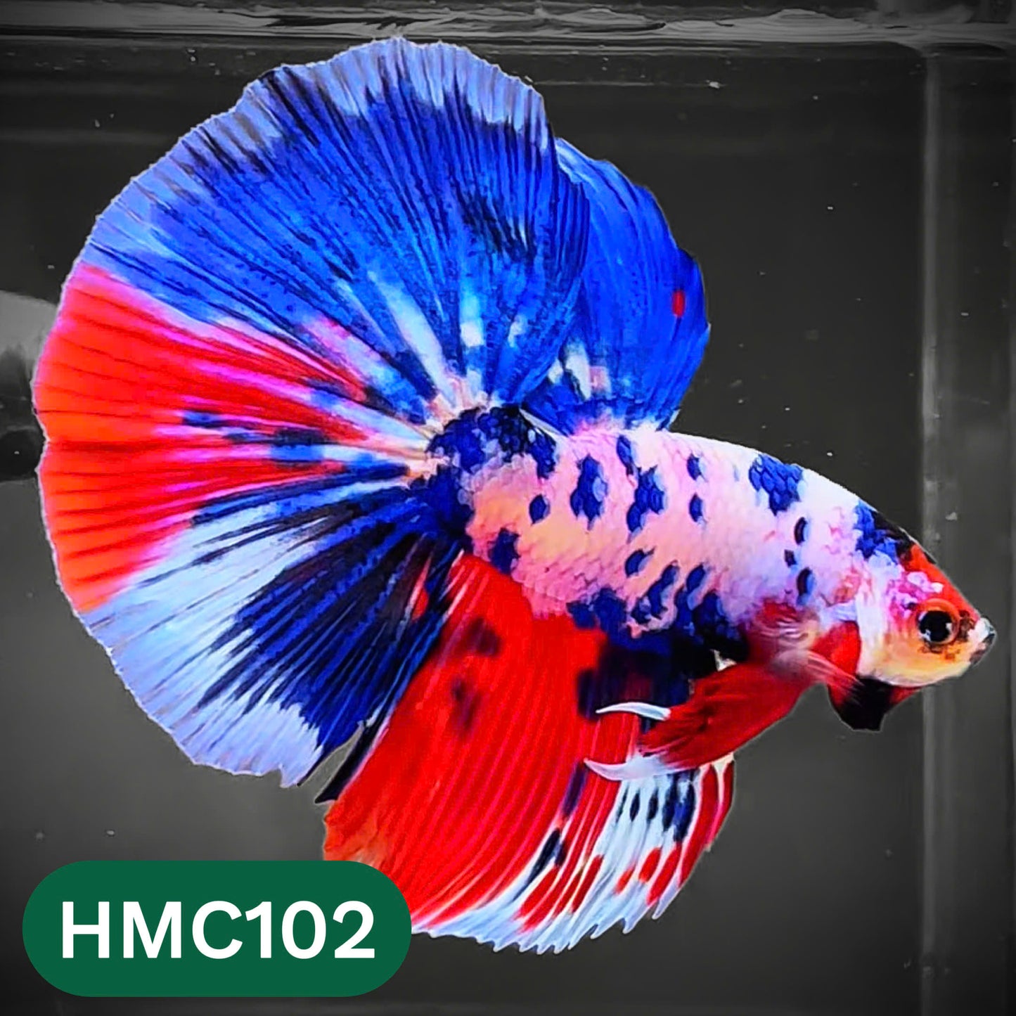 Multicolor Halfmoon Male Betta Fish | Order Directly From Farm | You Pick Fish