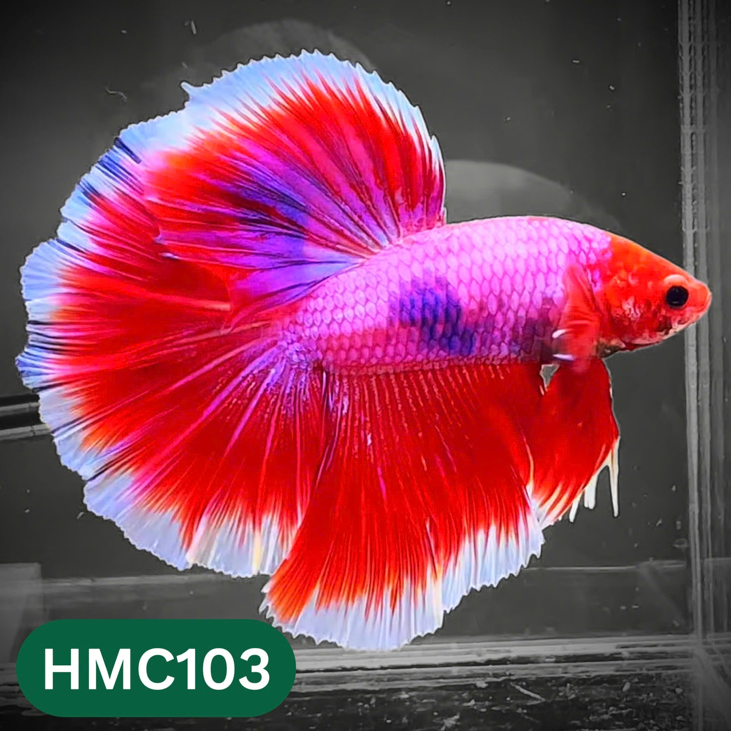 Multicolor Halfmoon Male Betta Fish | Order Directly From Farm | You Pick Fish