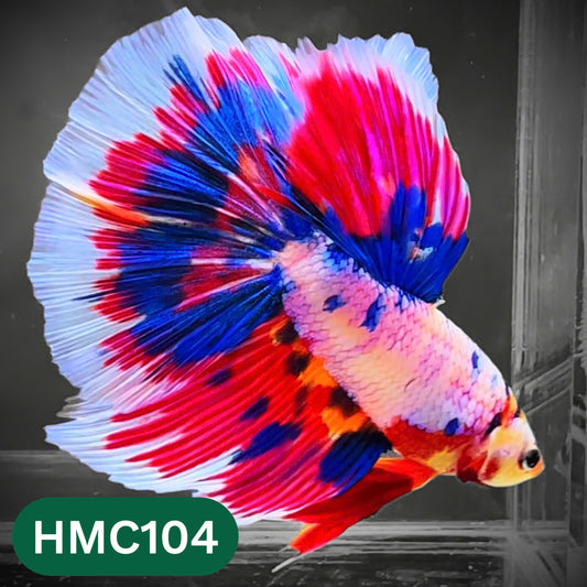 Multicolor Halfmoon Male Betta Fish | Order Directly From Farm | You Pick Fish