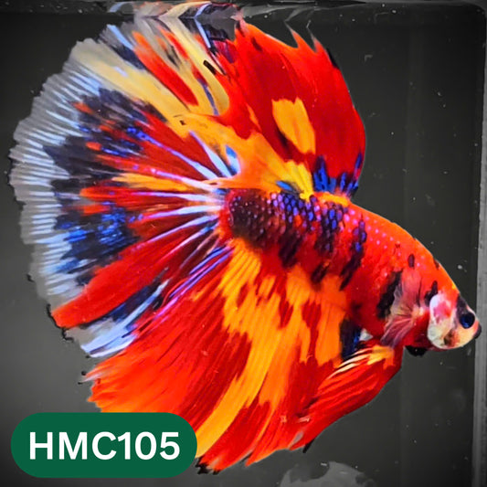 Multicolor Halfmoon Male Betta Fish | Order Directly From Farm | You Pick Fish