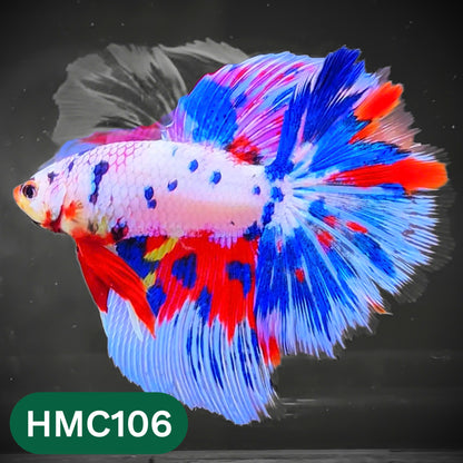 Multicolor Halfmoon Male Betta Fish | Order Directly From Farm | You Pick Fish