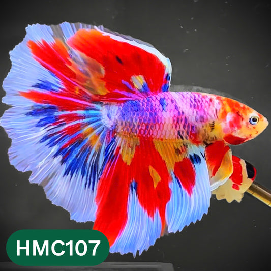 Multicolor Halfmoon Male Betta Fish | Order Directly From Farm | You Pick Fish