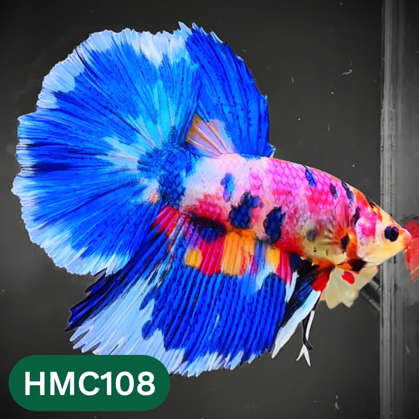 Multicolor Halfmoon Male Betta Fish | Order Directly From Farm | You Pick Fish