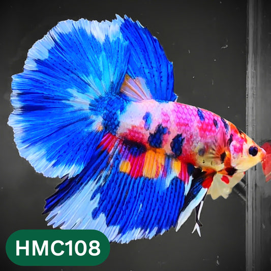 Multicolor Halfmoon Male Betta Fish | Order Directly From Farm | You Pick Fish