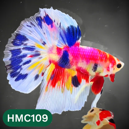 Multicolor Halfmoon Male Betta Fish | Order Directly From Farm | You Pick Fish