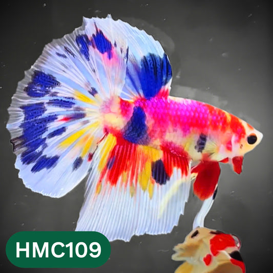 Multicolor Halfmoon Male Betta Fish | Order Directly From Farm | You Pick Fish