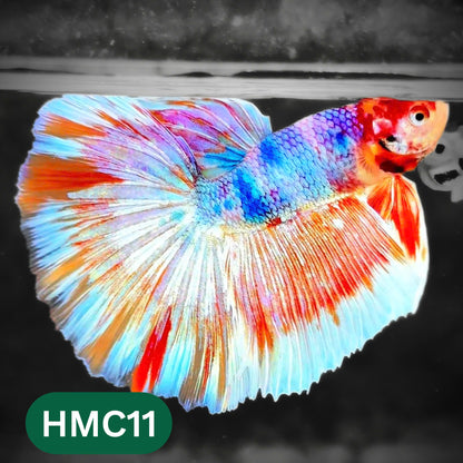 Multicolor Halfmoon Male Betta Fish | High Grade | Order Directly From Farm |  You Pick Fish |