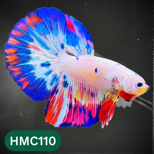 Multicolor Halfmoon Male Betta Fish | Order Directly From Farm | You Pick Fish