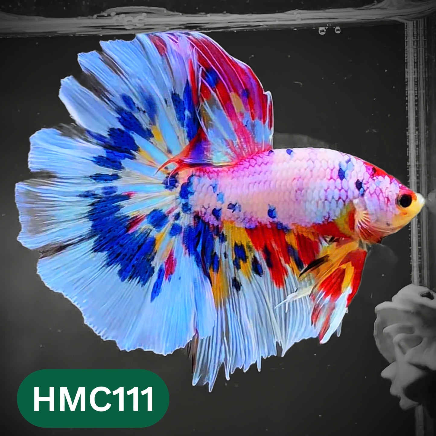 Multicolor Halfmoon Male Betta Fish | Order Directly From Farm | You Pick Fish