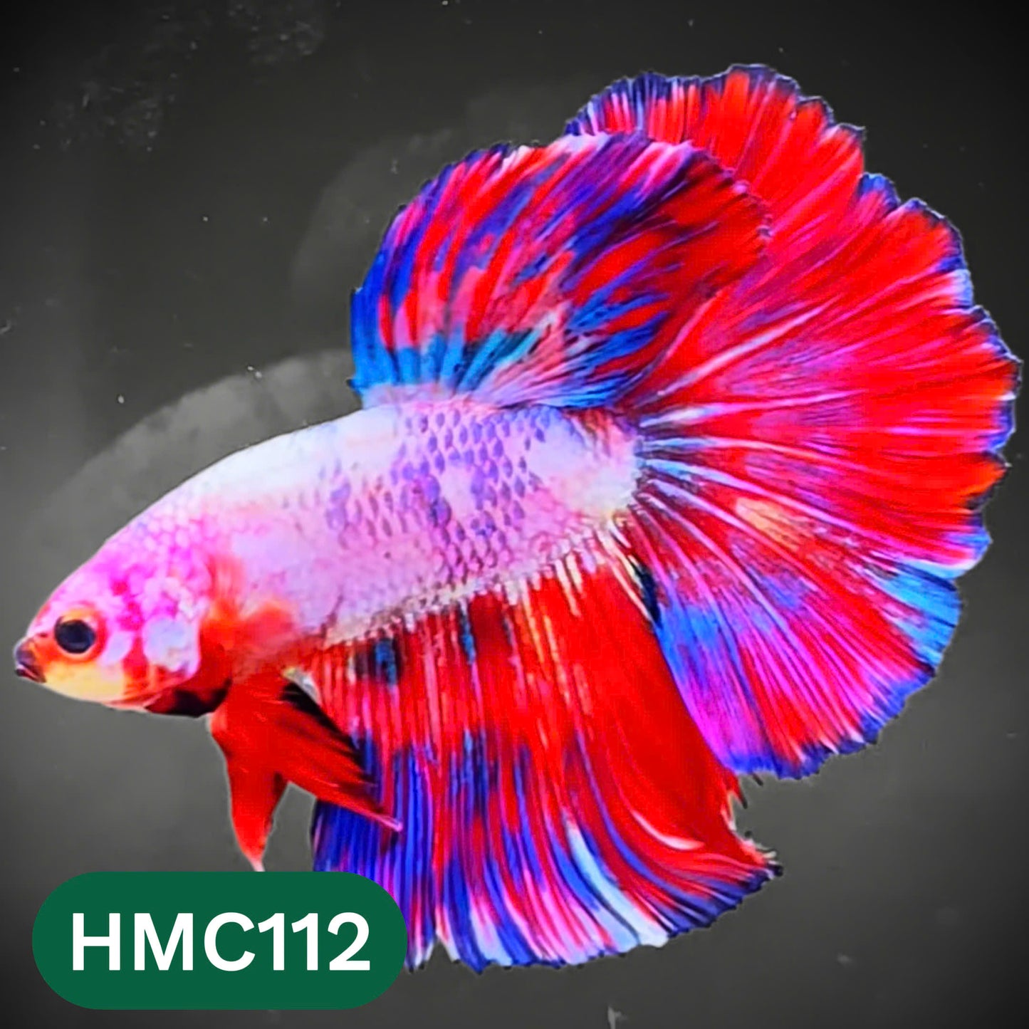 Multicolor Halfmoon Male Betta Fish | Order Directly From Farm | You Pick Fish