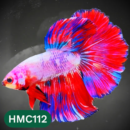 Multicolor Halfmoon Male Betta Fish | Order Directly From Farm | You Pick Fish