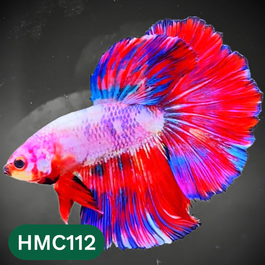 Multicolor Halfmoon Male Betta Fish | Order Directly From Farm | You Pick Fish