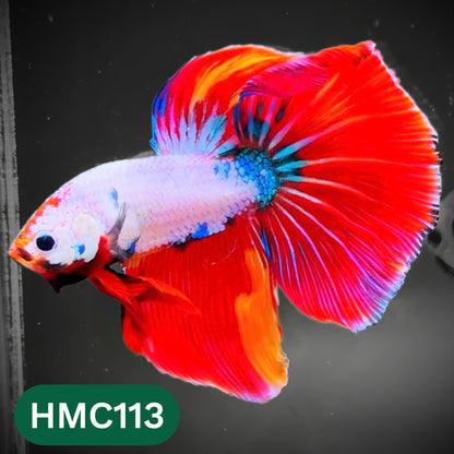 Multicolor Halfmoon Male Betta Fish | Order Directly From Farm | You Pick Fish