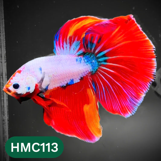 Multicolor Halfmoon Male Betta Fish | Order Directly From Farm | You Pick Fish
