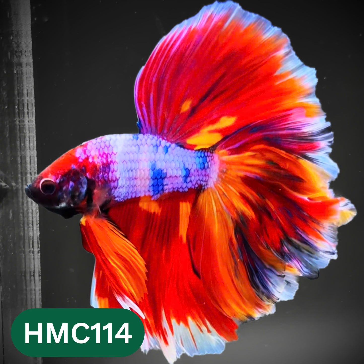 Multicolor Halfmoon Male Betta Fish | Order Directly From Farm | You Pick Fish