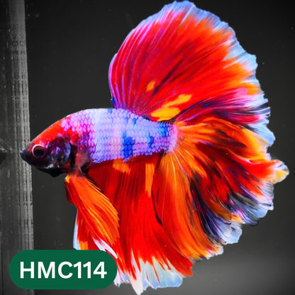 Multicolor Halfmoon Male Betta Fish | Order Directly From Farm | You Pick Fish
