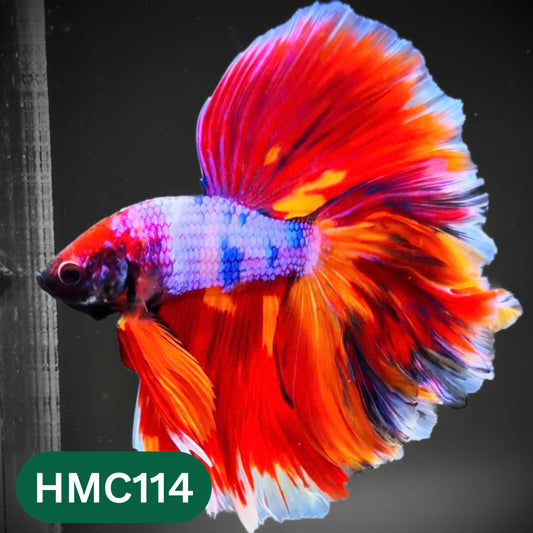 Multicolor Halfmoon Male Betta Fish | Order Directly From Farm | You Pick Fish