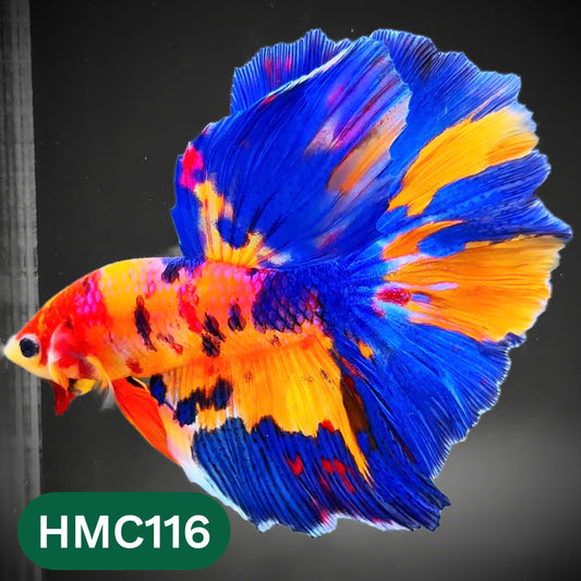 Multicolor Halfmoon Male Betta Fish | Order Directly From Farm | You Pick Fish