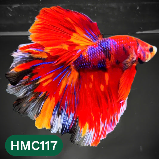 Multicolor Halfmoon Male Betta Fish | Order Directly From Farm | You Pick Fish