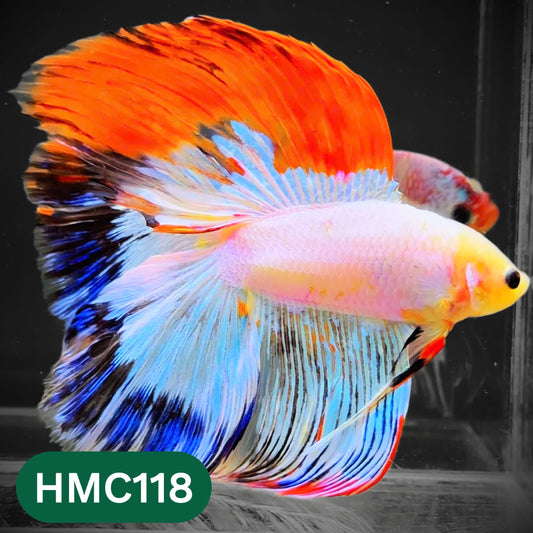 Multicolor Halfmoon Male Betta Fish | Order Directly From Farm | You Pick Fish