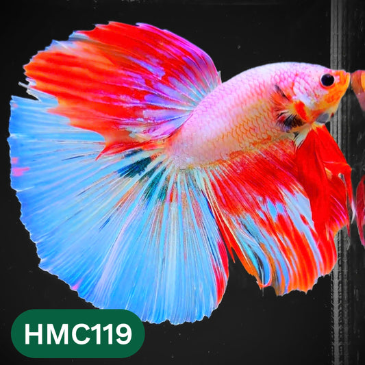 Multicolor Halfmoon Male Betta Fish | Order Directly From Farm | You Pick Fish