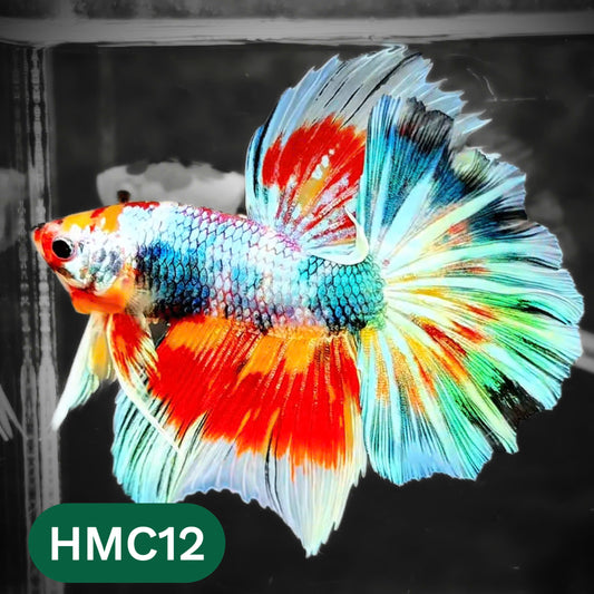 Multicolor Halfmoon Male Betta Fish | High Grade | Order Directly From Farm |  You Pick Fish |