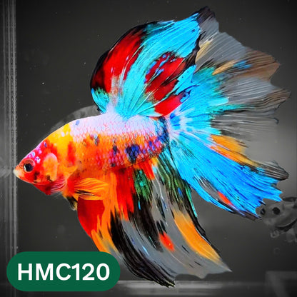 Multicolor Halfmoon Male Betta Fish | Order Directly From Farm | You Pick Fish