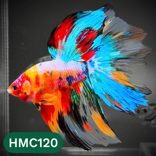 Multicolor Halfmoon Male Betta Fish | Order Directly From Farm | You Pick Fish