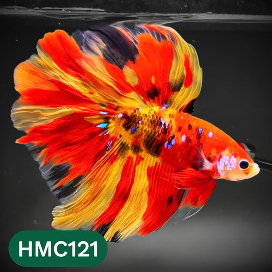 Multicolor Halfmoon Male Betta Fish | Order Directly From Farm | You Pick Fish