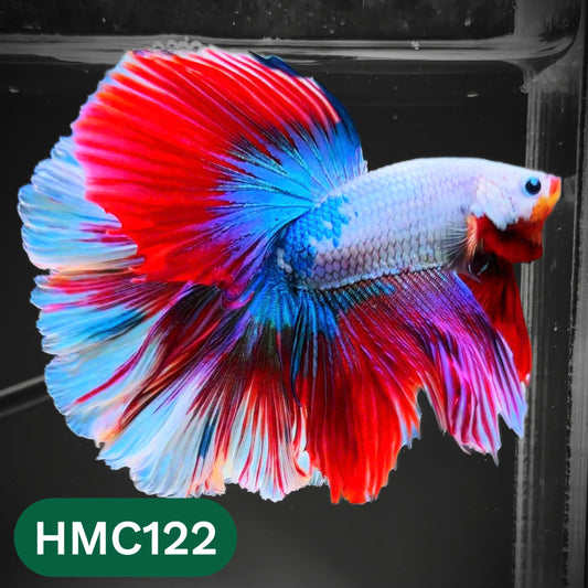 Multicolor Halfmoon Male Betta Fish | Order Directly From Farm | You Pick Fish