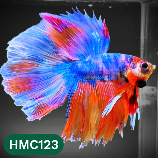 Multicolor Halfmoon Male Betta Fish | Order Directly From Farm | You Pick Fish