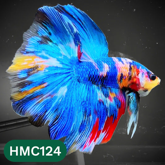 Multicolor Halfmoon Male Betta Fish | Order Directly From Farm | You Pick Fish