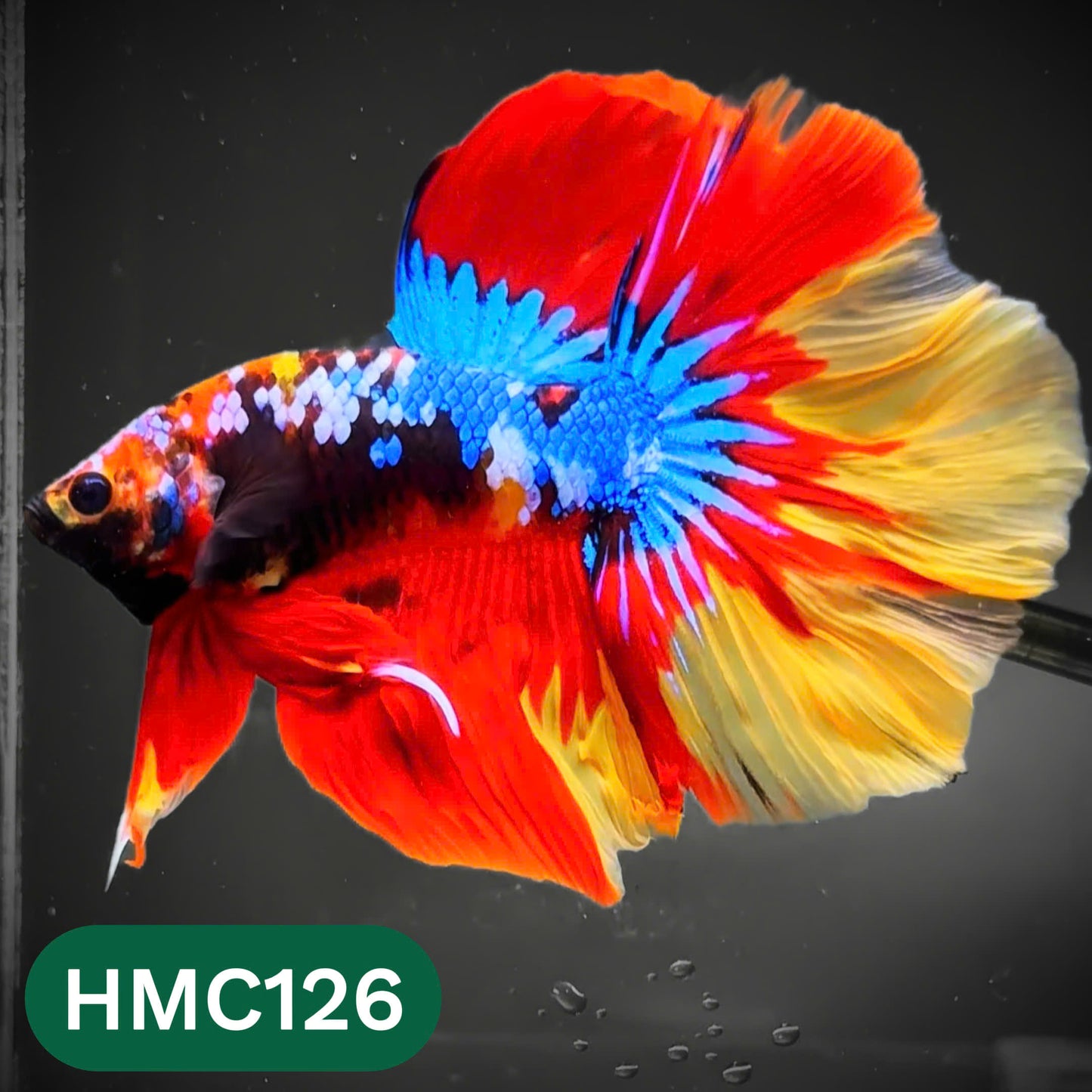 Multicolor Halfmoon Male Betta Fish | Order Directly From Farm | You Pick Fish