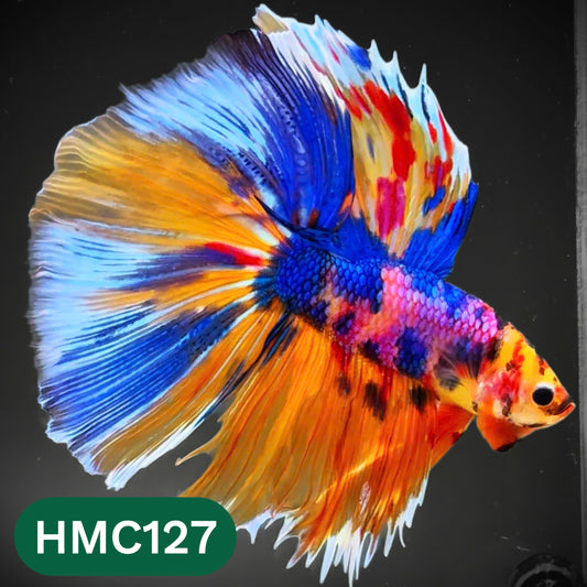 Multicolor Halfmoon Male Betta Fish | Order Directly From Farm | You Pick Fish