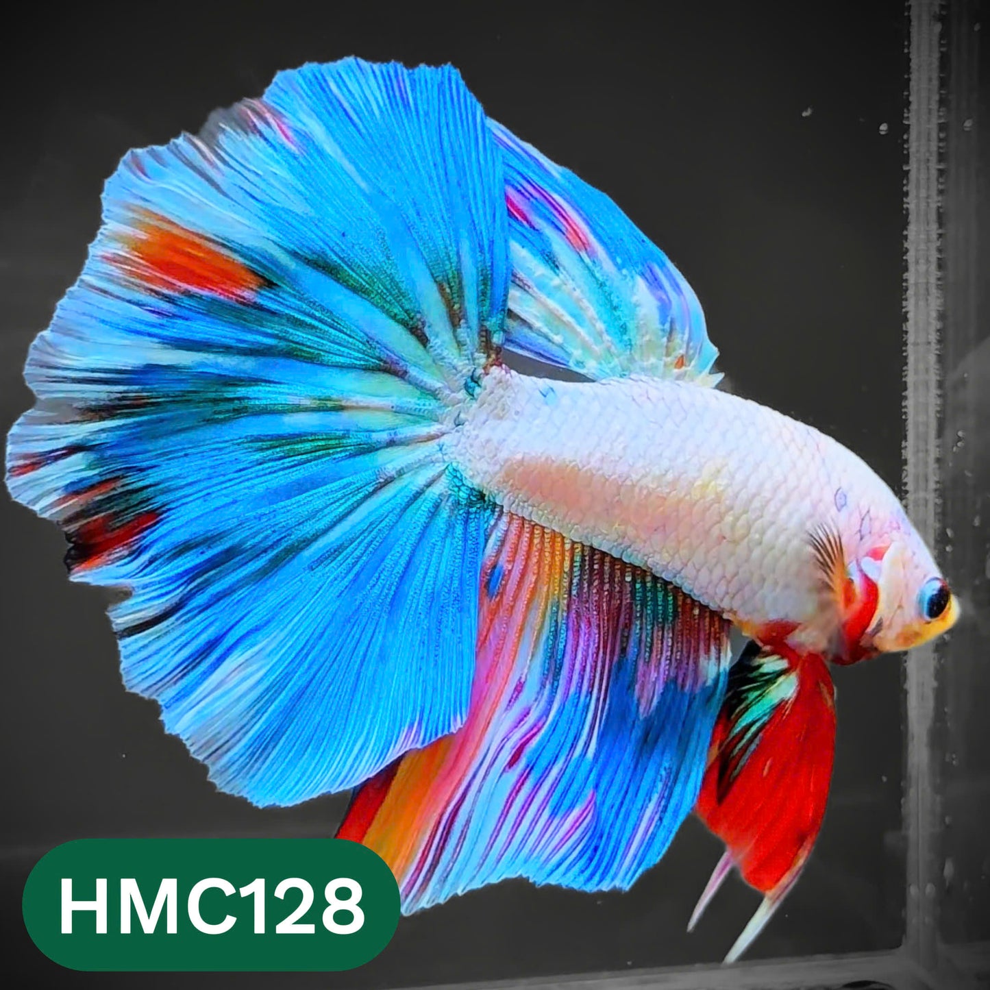 Multicolor Halfmoon Male Betta Fish | Order Directly From Farm | You Pick Fish