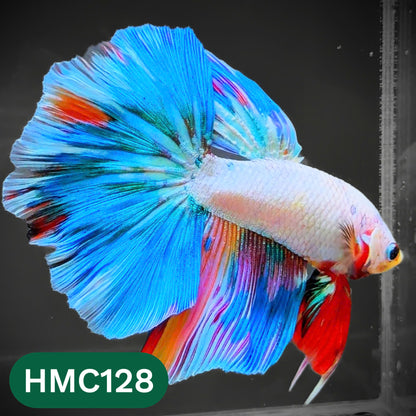 Multicolor Halfmoon Male Betta Fish | Order Directly From Farm | You Pick Fish