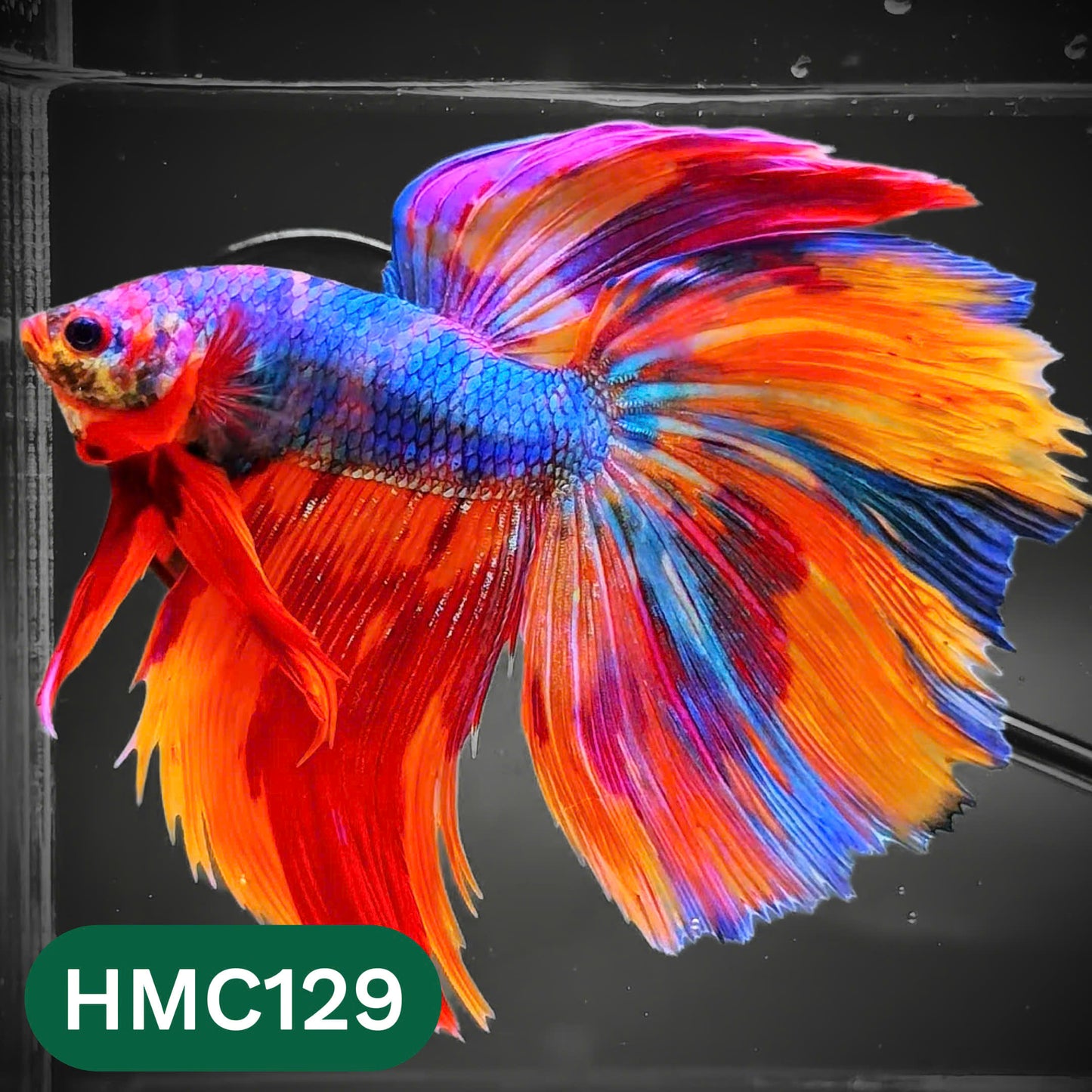 Multicolor Halfmoon Male Betta Fish | Order Directly From Farm | You Pick Fish