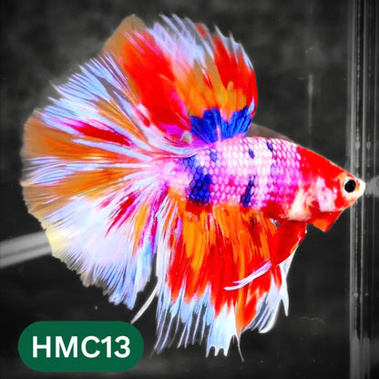 Multicolor Halfmoon Male Betta Fish | High Grade | Order Directly From Farm |  You Pick Fish |