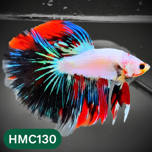 Multicolor Halfmoon Male Betta Fish | Order Directly From Farm | You Pick Fish