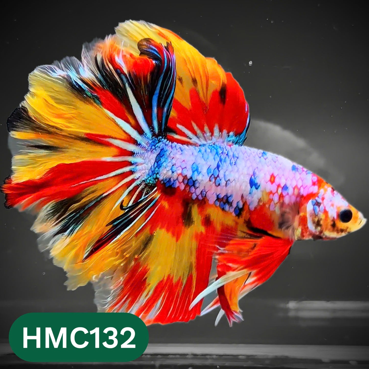 Multicolor Halfmoon Male Betta Fish | Order Directly From Farm | You Pick Fish