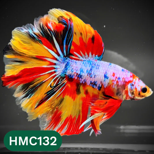 Multicolor Halfmoon Male Betta Fish | Order Directly From Farm | You Pick Fish