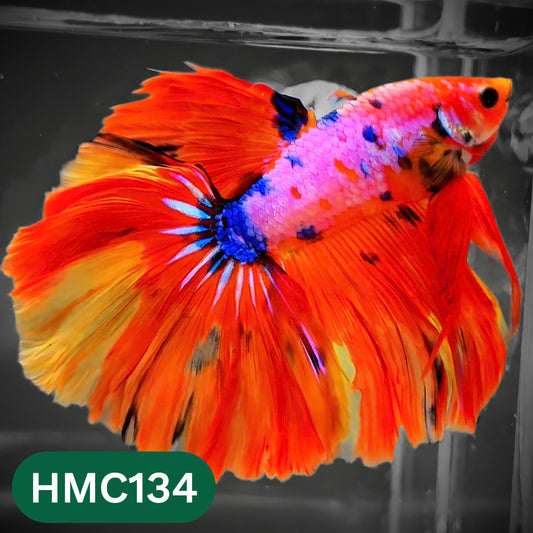 Multicolor Halfmoon Male Betta Fish | Order Directly From Farm | You Pick Fish