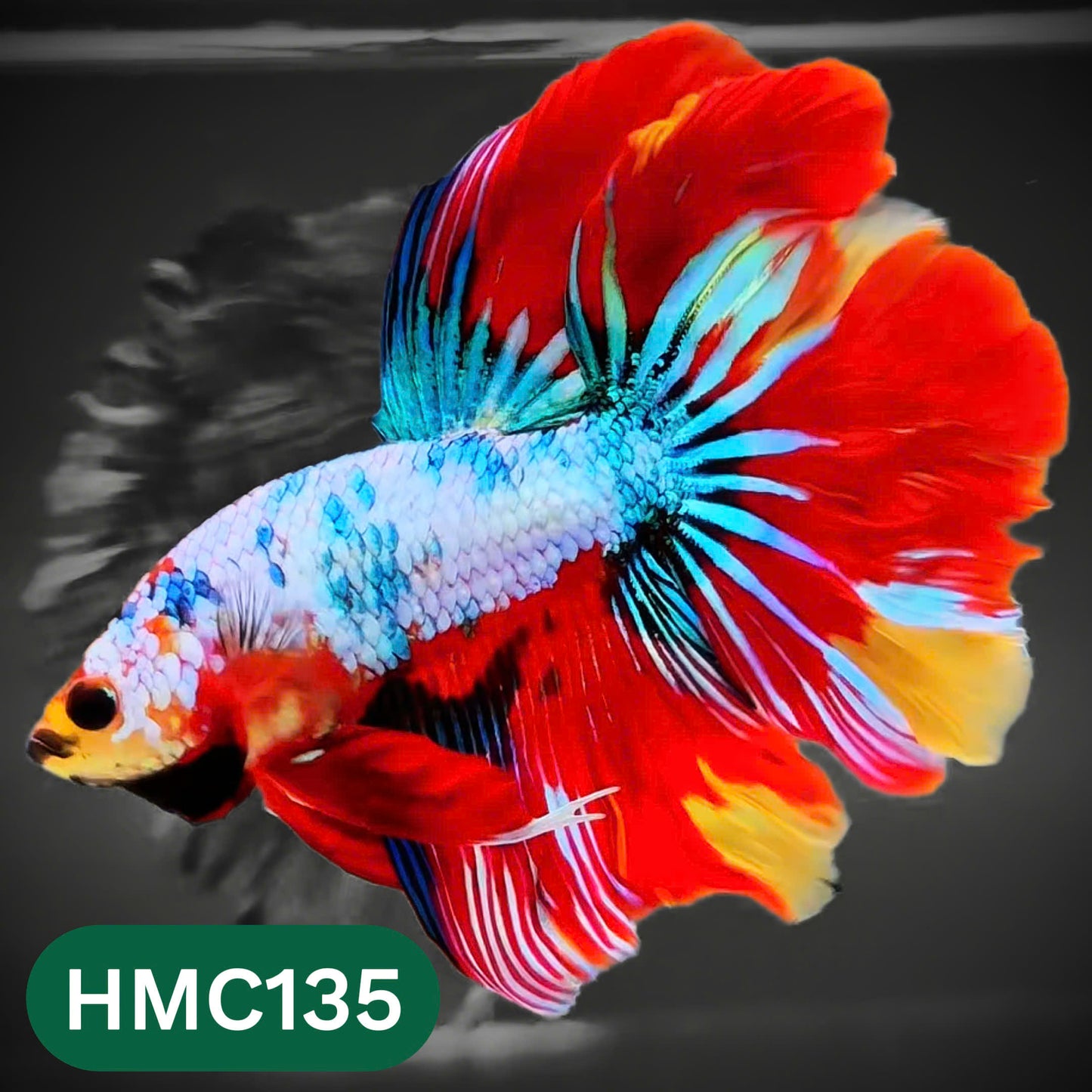 Multicolor Halfmoon Male Betta Fish | Order Directly From Farm | You Pick Fish