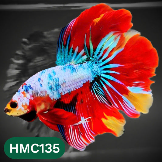 Multicolor Halfmoon Male Betta Fish | Order Directly From Farm | You Pick Fish