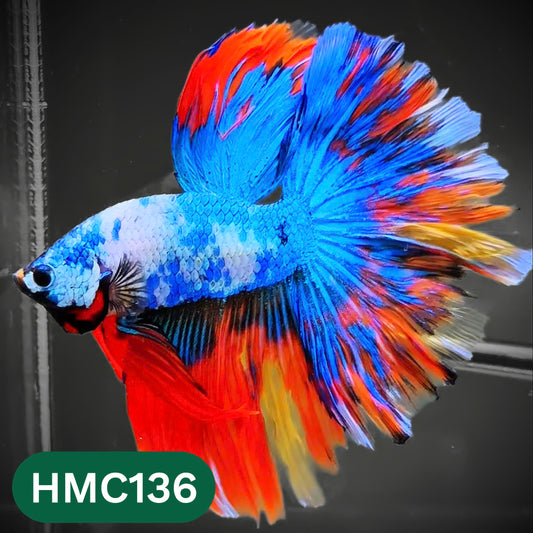 Multicolor Halfmoon Male Betta Fish | Order Directly From Farm | You Pick Fish