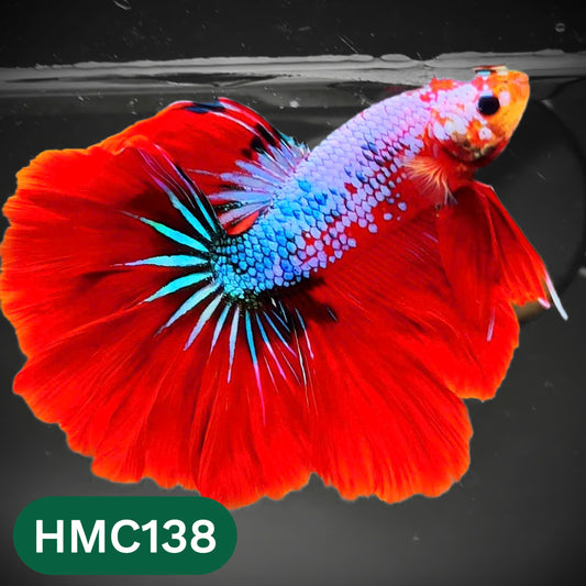 Multicolor Halfmoon Male Betta Fish | Order Directly From Farm | You Pick Fish